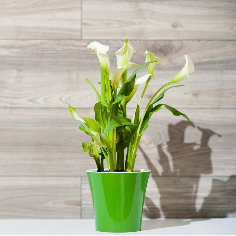 Santino Self Watering Planter Arte 4.3 Inch White/Black Indoor Flower