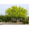Blue Palo Verde Tree 15 Seeds