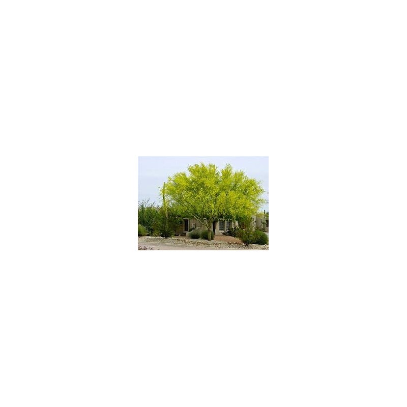 Blue Palo Verde Tree 15 Seeds