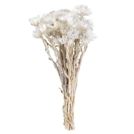 Daichi Farm DO032001-011 Dried Flowers, Mini Silver Daisy, Approx. 0.9 oz (25 g), White