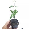 Malibu Tropical Jasminum Polyanthum Fragrant Mini Starter Plant 2" Pot