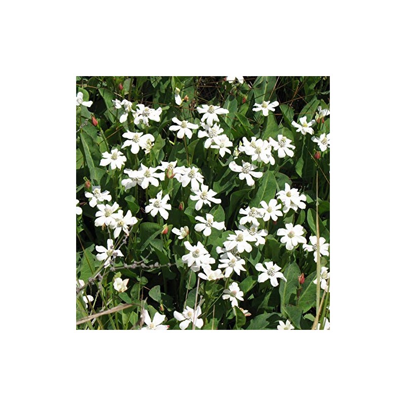 Palm Beach Medicinal Herbs - Yerba Mansa (Anemopsis californica) -