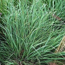 Perennial Farm Marketplace Andropogon gerardii (Big Bluestem) Ornamental Grass, Size-#1 Container, Green Foliage