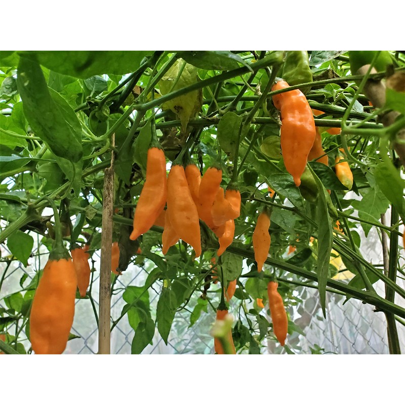 Aji Mango Pepper 10+ Seeds