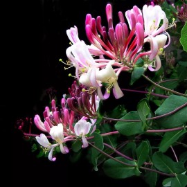 Malibu Tropical Japanese Honeysuckle Live Plant (Lonicera japonica) Purple Leaves 2" Pot