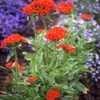 Outsidepride Lychnis Chalcedonica - 5000 Seeds