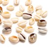 500pcs Gray 20mm Natural Spiral Shell Beads Smooth Cut Oval