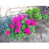 Unbranded Very bright Magenta GERANIUM FRESH LIVE PLANT 3 X
