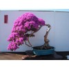 Purple Bougainvillea Live Plant- In 4" Pot