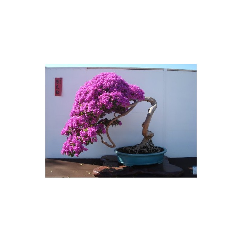 Purple Bougainvillea Live Plant- In 4" Pot