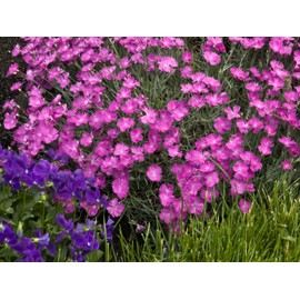 Greenwood Nursery: Live Perennial Plants - Firewitch + Dianthus Gratianopolitanus - [Qty: 2X 3.5 Pots] - (Click for Other Available Plants/Quantities)
