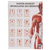 Musculature of Man Mini Poster Booklet Anatomy 34 x 24
