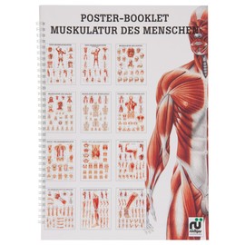 Musculature of Man Mini Poster Booklet Anatomy 34 x 24 cm 12 Posters