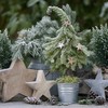20 Napkins Christmas Garden Decoration | Winter | Christmas | Table Decoration 33 x 33 cm