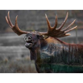 HOFFMAN - Call of the Wild - Spectrum Digital - PANEL - Moose - PL963-