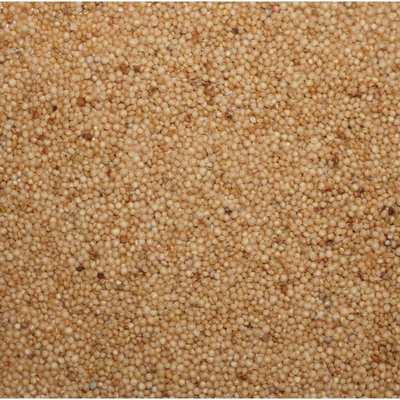 Palm Beach Medicinal Herbs - Orange Giant Amaranth (Amaranthus hypochondriacus)