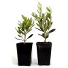 Unbranded 1 Olive Tree Live Plants of Peace Olea Europaea