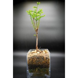 Indoorbonsaiandexotics Bald Cypress in Glass Container