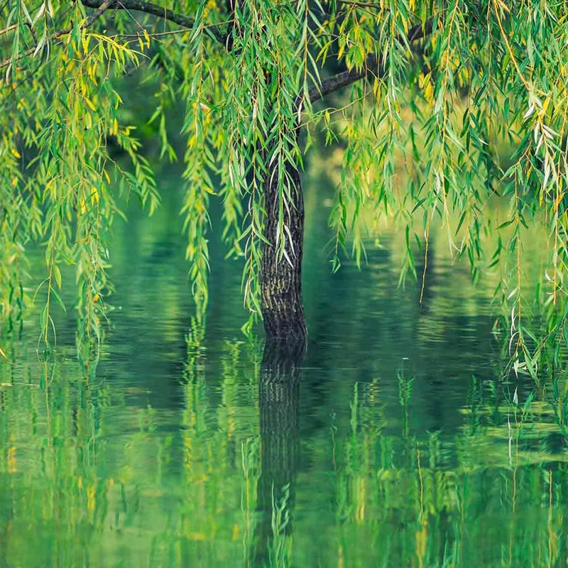 Weeping Willow, Deciduous, Fast-Growing, Shade Tree, 7 gal, Nursery Pot