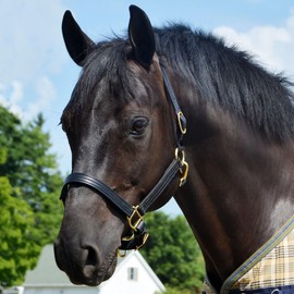 Counry Pride Quiet Creek Triple Stitched Premium Leather Halter (Black, Large Horses)