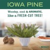 MRS. MEYER'S CLEAN DAY Variety Pack Room Freshener (Iowa Pine