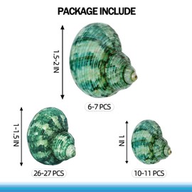 MAISONRINA Seashells for Crafts 1"-2",42-45 PCS Ocean Conch Natural Seashells for Beach Party Decoration, Home Vase Filler, Fish Tank Decoration, DIY Arts and Crafts Sea Shells(Small)