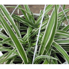 Hirt's Gardens Reverse Variegated Spider Plant - Easy to Grow/Cleans The Air - 4in Pot