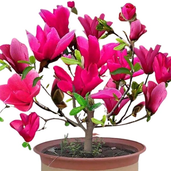 Red Jane Magnolia Live Plant Shrub Bush Tree Seedling Flowering Brighter Blooms - 18 inch Tall for Yards and Home Garden Decoration