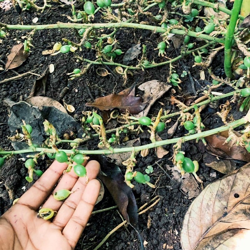 3 Piece Spice Set with Assam CTC Clove, Cardamom, Cinnamon