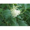 Earthcare Seeds Meadowsweet 350 Seeds (Filipendula ulmaria) Heirloom - Open