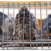 fpigeon Pigeon Bird Cage Door Coop Birds House Loft Entrance