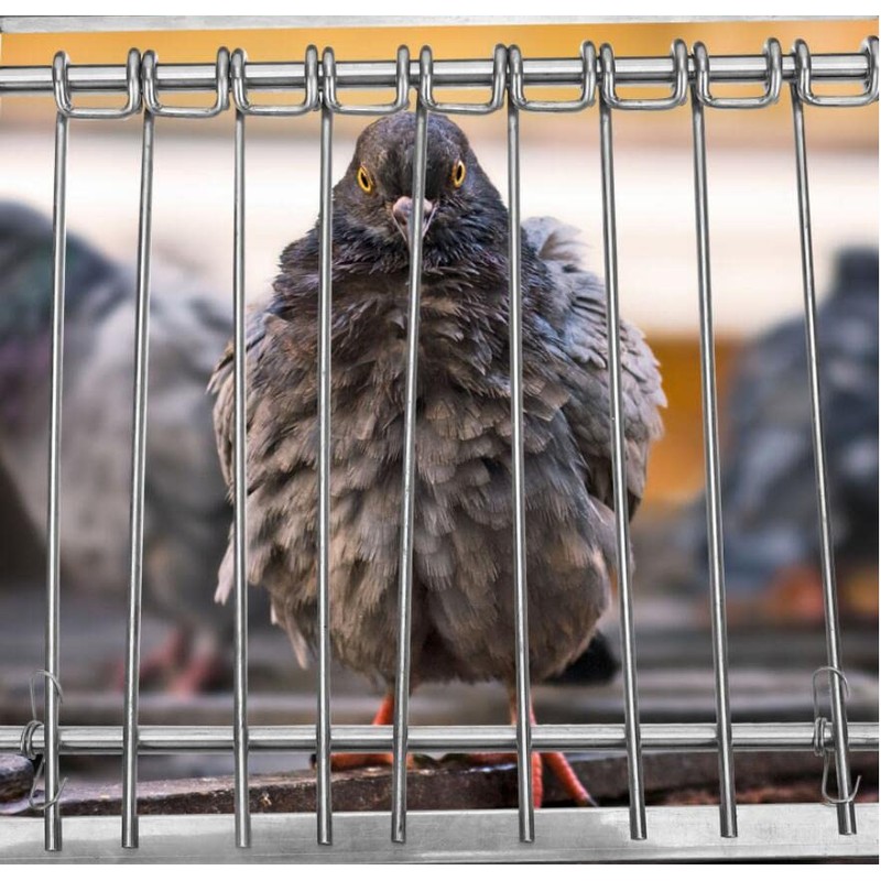 fpigeon Pigeon Bird Cage Door Coop Birds House Loft Entrance