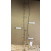 Live plant Catalpa speciosa , 2 year old 2-3 ft