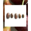 [Self-made] Fig magnetic gel nail - Short Oval Tips /