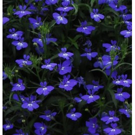 Lobelia Regatta Series Midnight Blue Lobelia Erinus Annual Flower Seeds