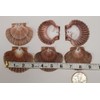 Pack of 50 Mexian Flats Seashells 2 3/4" - 3