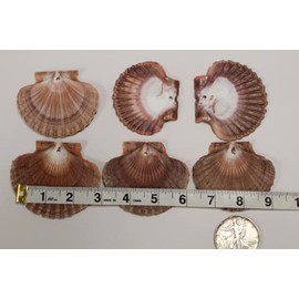 Pack of 50 Mexian Flats Seashells 2 3/4" - 3 1/2"Sizes - SS-180