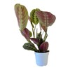 Hopewind Plants Shop, Red Prayer Plant, Red Maranta, Gorgeous Live