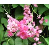 HOPE'S GARDEN Coral Vine Antigonon leptopus~~SMAL