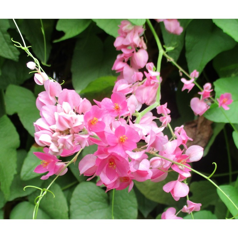 HOPE'S GARDEN Coral Vine Antigonon leptopus~~SMAL