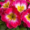 Outsidepride 50 Seeds Annual Primula Common Primrose Rose White Bicolor