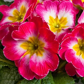 Outsidepride 50 Seeds Annual Primula Common Primrose Rose White Bicolor Flower Seeds for Planting