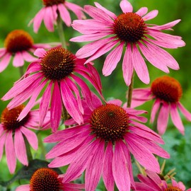 Willard & May Echinacea Magnus Coneflowers - 3 Bulbs per Pack - Perennial Garden Flower Root - Attracts Butterflies and Hummingbirds - Deer Resistant - Good as Cut Flowers - Naturalizing Live Outdoor Plant