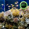 Digital Aquarium Thermometer, Mini Electronic LCD Thermometer, Waterproof Aquarium Temperature