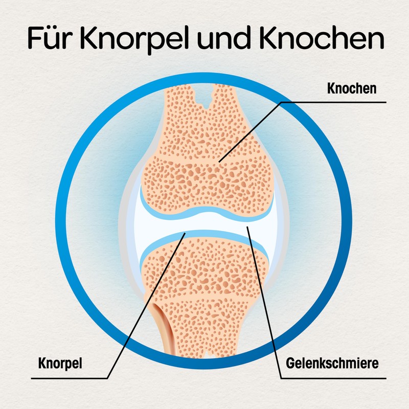 Dr. Böhm Cartilage & Bones: For Support for Cartilage and