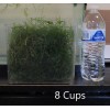 Guppy Grass Live Aquarium Plant - Najas guadalupensis - 3.25