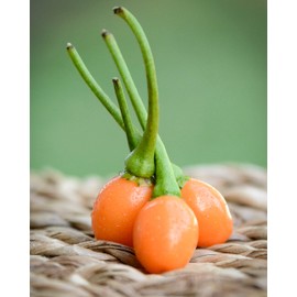 Carioca Orange Brazilian Wild Pepper Premium Seed Packet