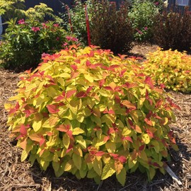 Double Play Candy Corn Spirea - 3 gal - Proven Winners - Compact Deciduous Shrub - Pineapple Yellow Orange Colored Foliage - Purple Blooms - Zones 4-8 - Spirea Japonica - 3 Gallon Pot