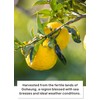 [Korean Food] Trufru Real Yuzu & Pear(100ml*15pack)