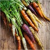 Seed Needs, Kaleidoscope / Rainbow Blend Carrot Seeds for Planting